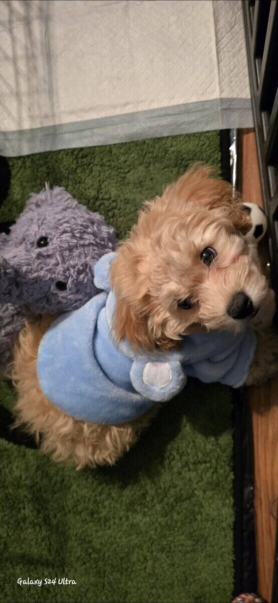 12 WK OLD MALE COCKAPOO image 2