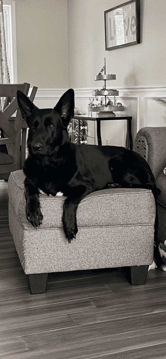 Christmas pups ready for homes image 6