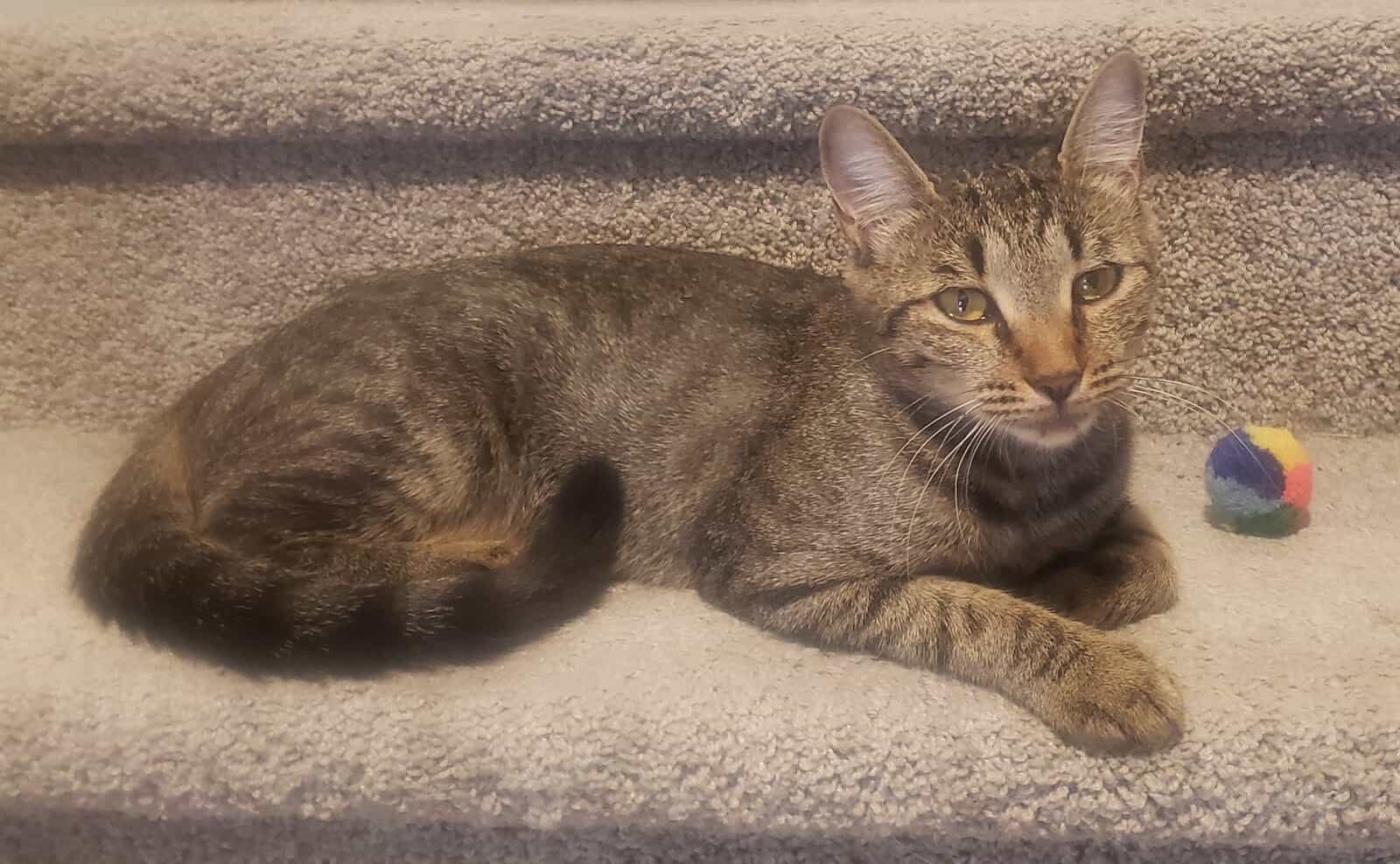 Cocoa, a Healthy and Fully Vaccinated Tabby image 1