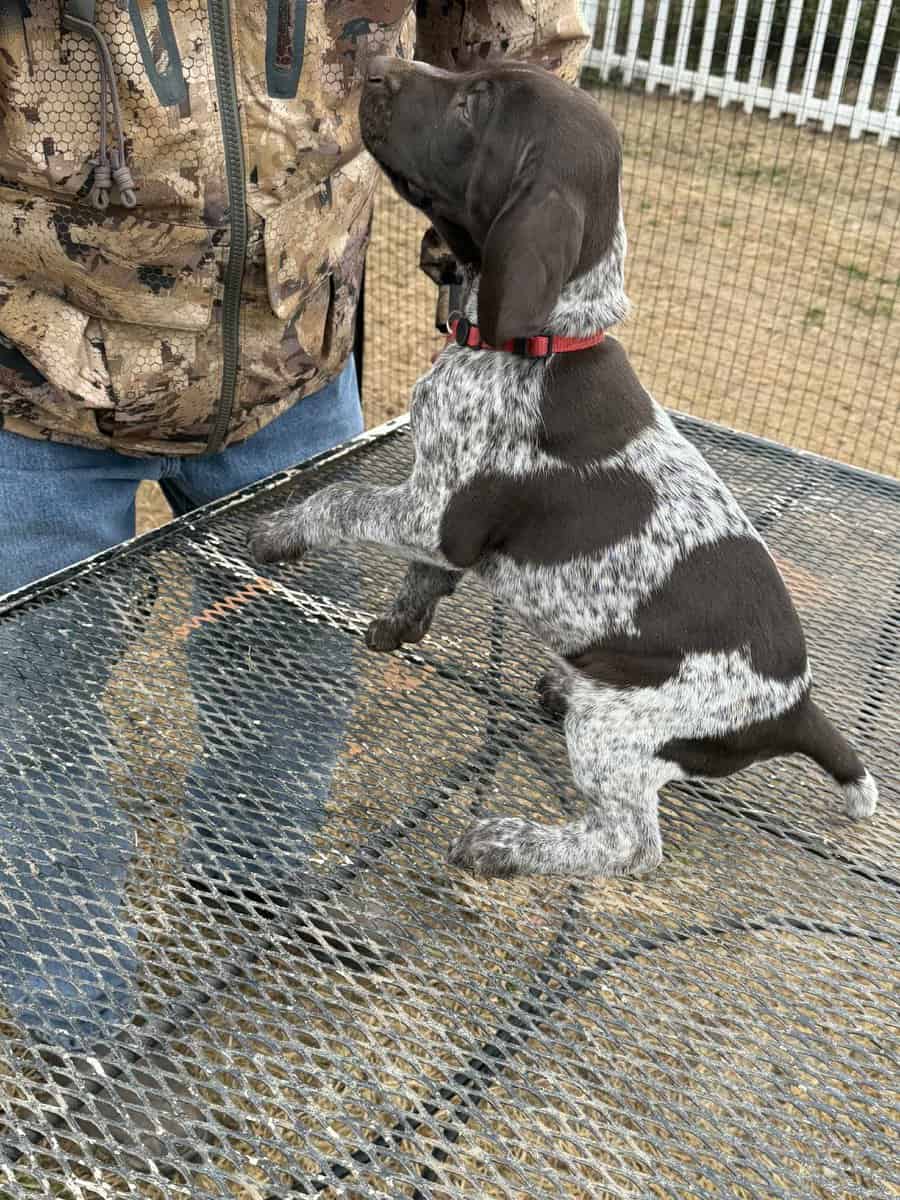 German Shorthaired Pointer Puppies image 2