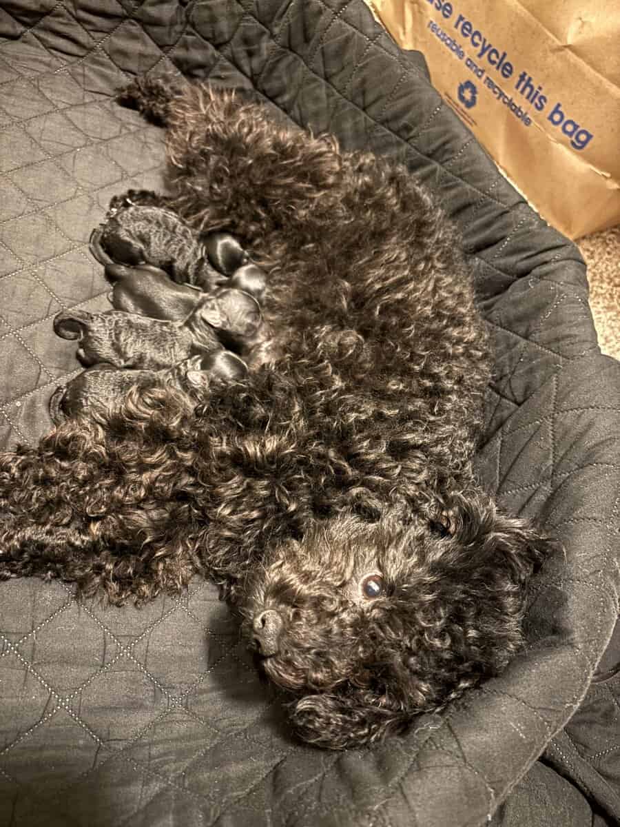 Schnoodles image 2