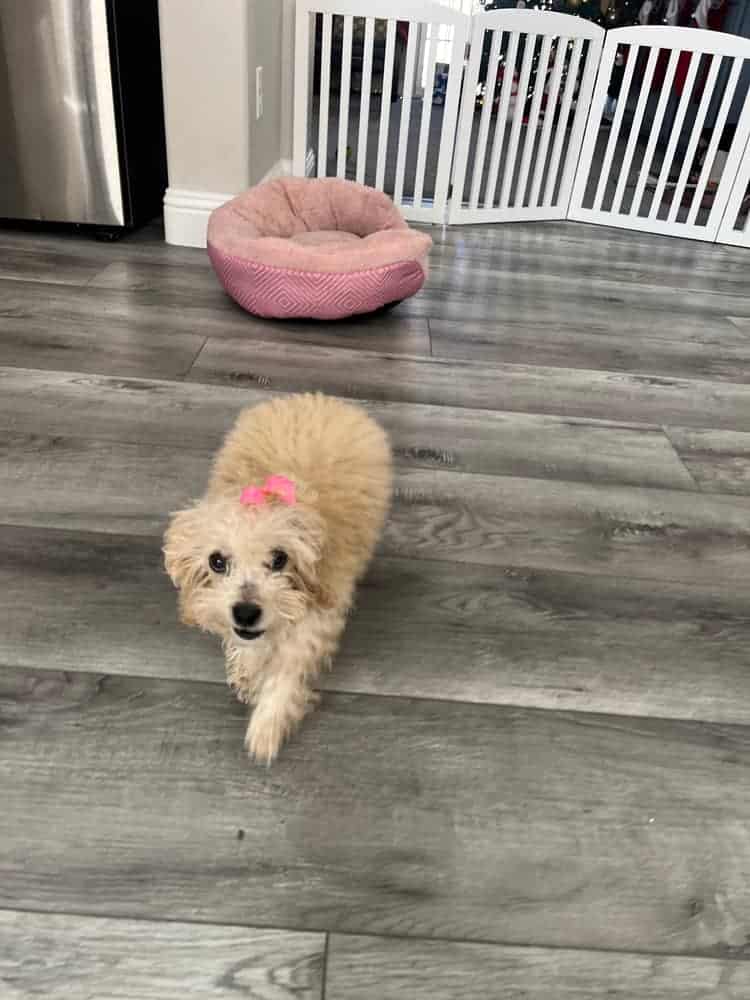 Bichapoo Puppy image 3