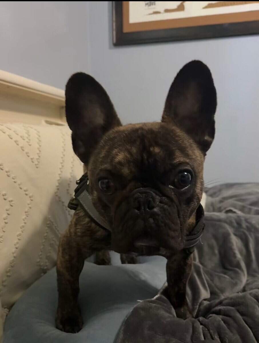 Milo frenchie image 3