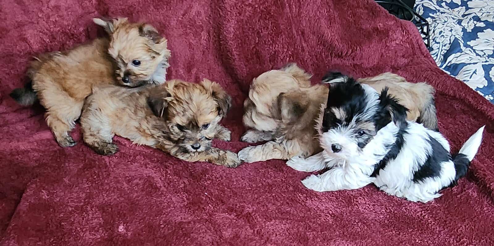 Morkie Puppies image 4