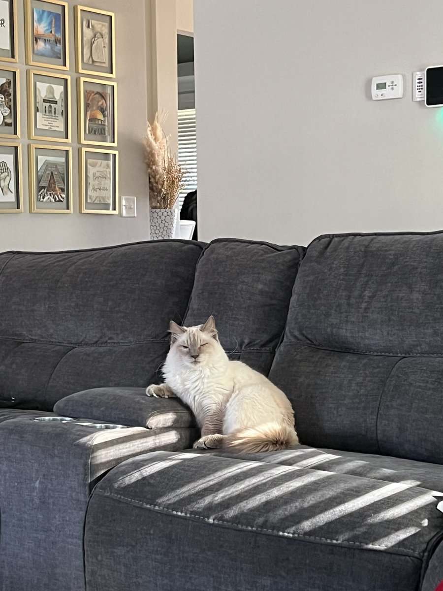 4 year old Balinese cat image 1