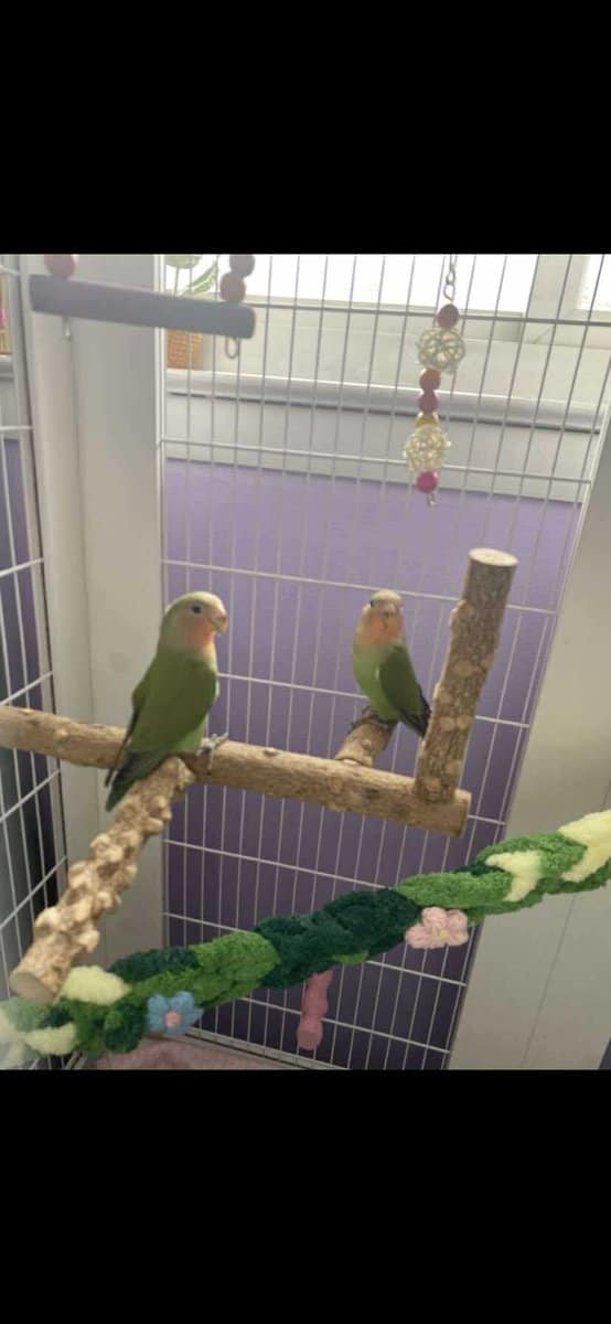 Pair of Lovebirds for Sale image 1