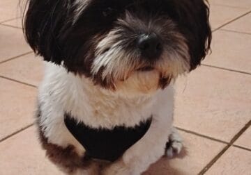 shih-Poo or poodle/shih Tzu W/ AKC papers/receipts