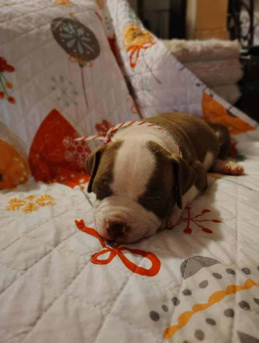 Christmas Pups image 19
