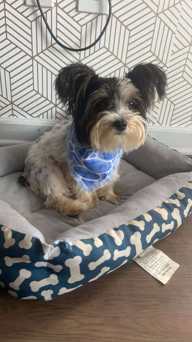 Nikko’s forever home image 1