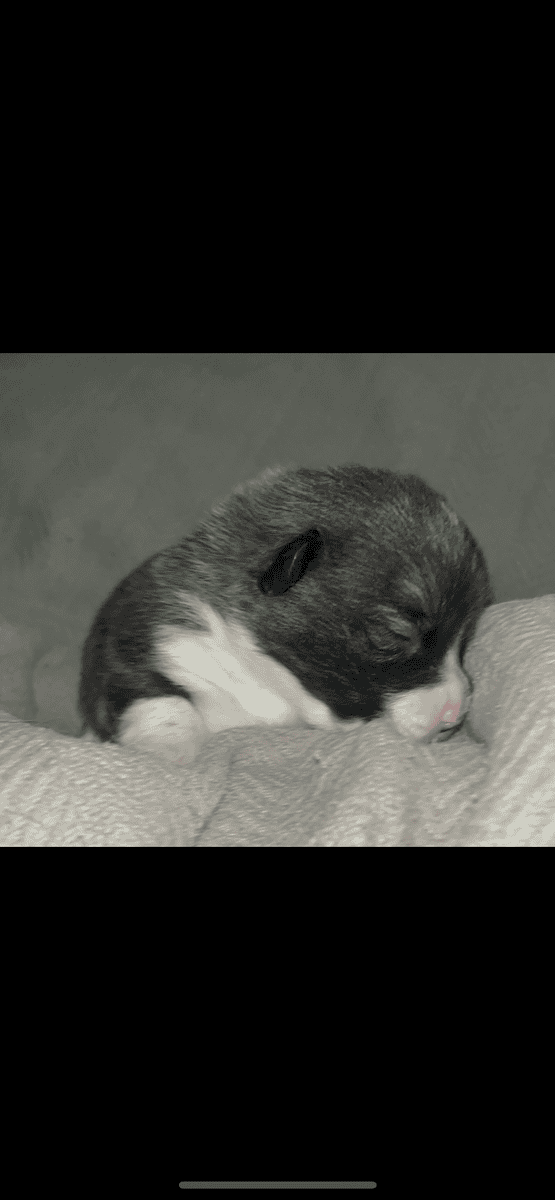 Beautiful Merle corgis and tri corgis for sale image 12