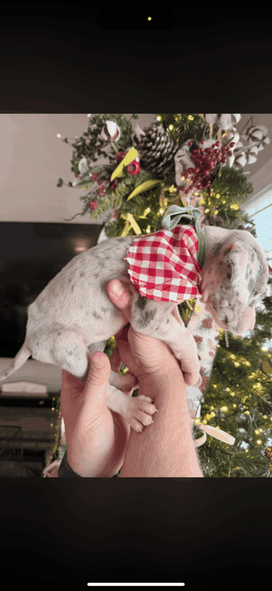 Great Dane puppies image 4
