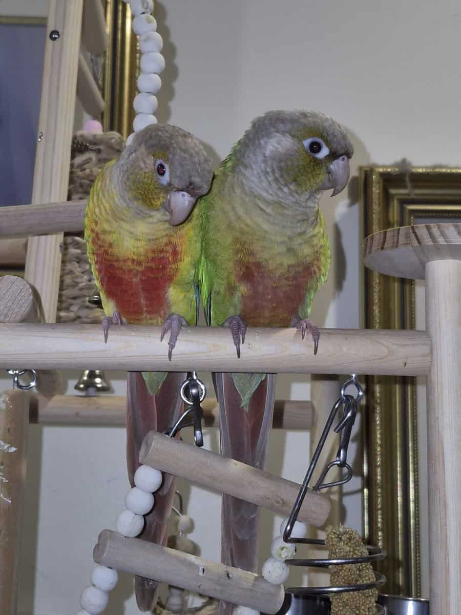 2 bonded female Pineapple Conures image 7