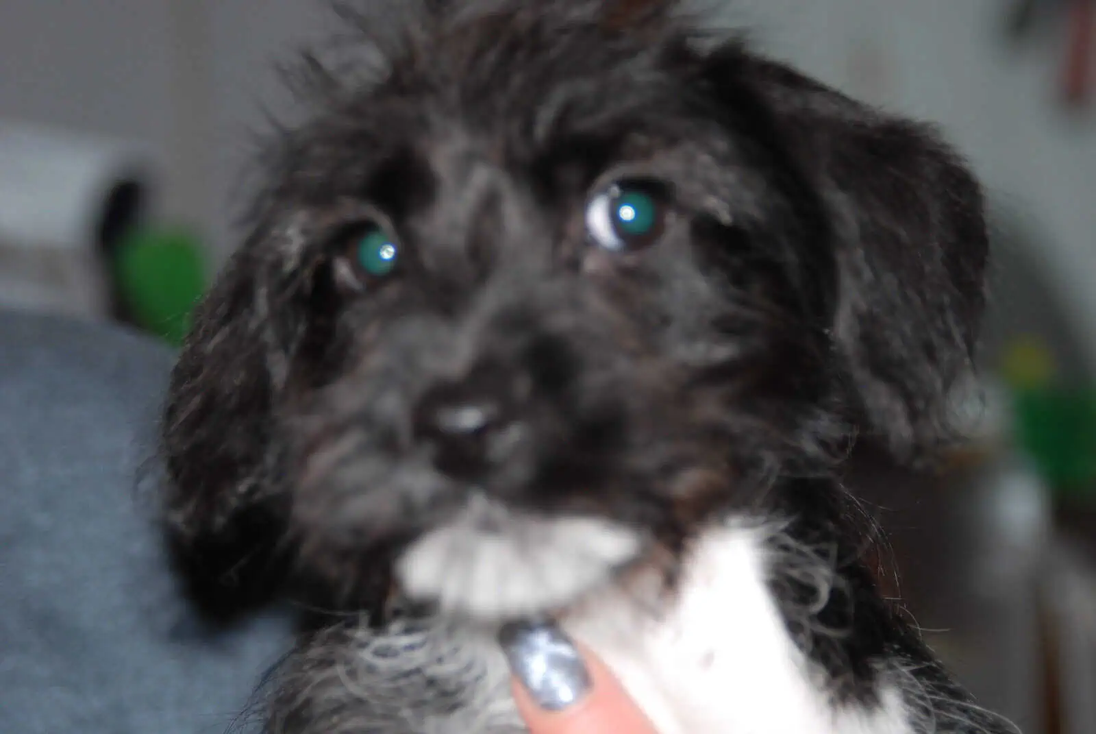 🐶 Puppies Looking for Good Homes 🐶 image 7