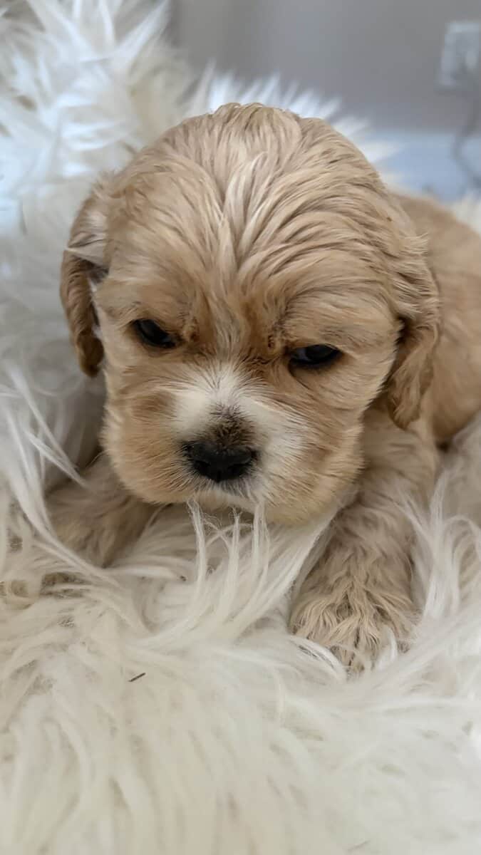 Cocker spaniel puppies image 1