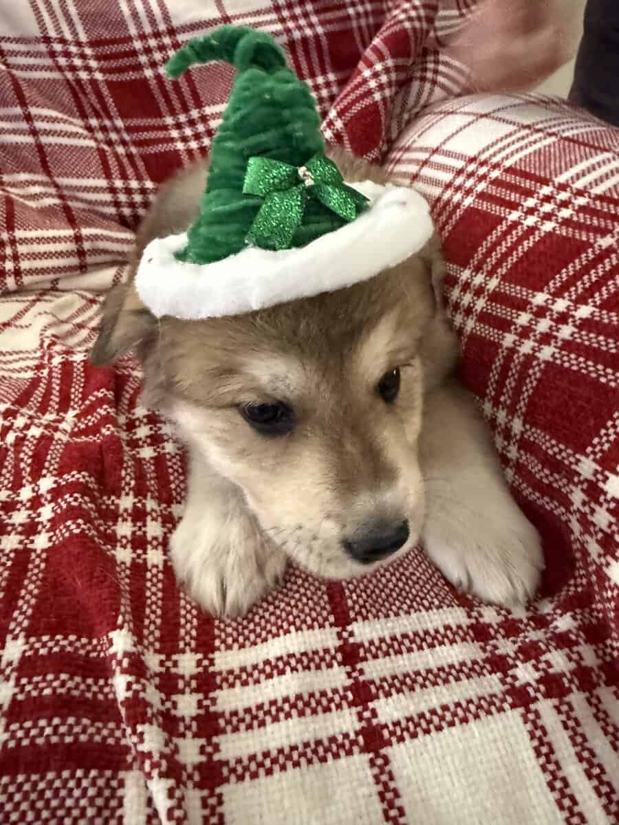 German Shepherd/Great Pyrenees image 3