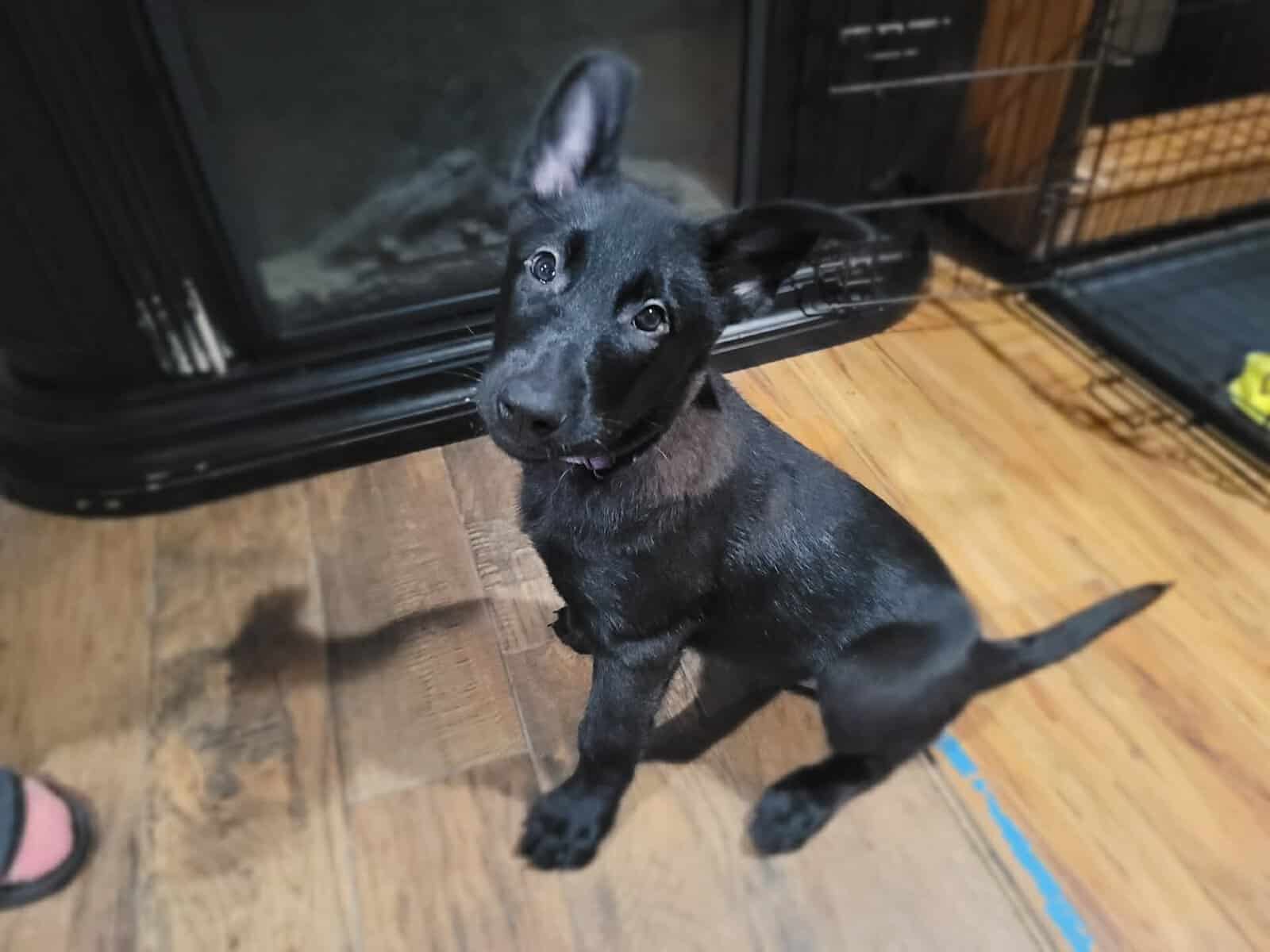 Belgian malinois pups image 3