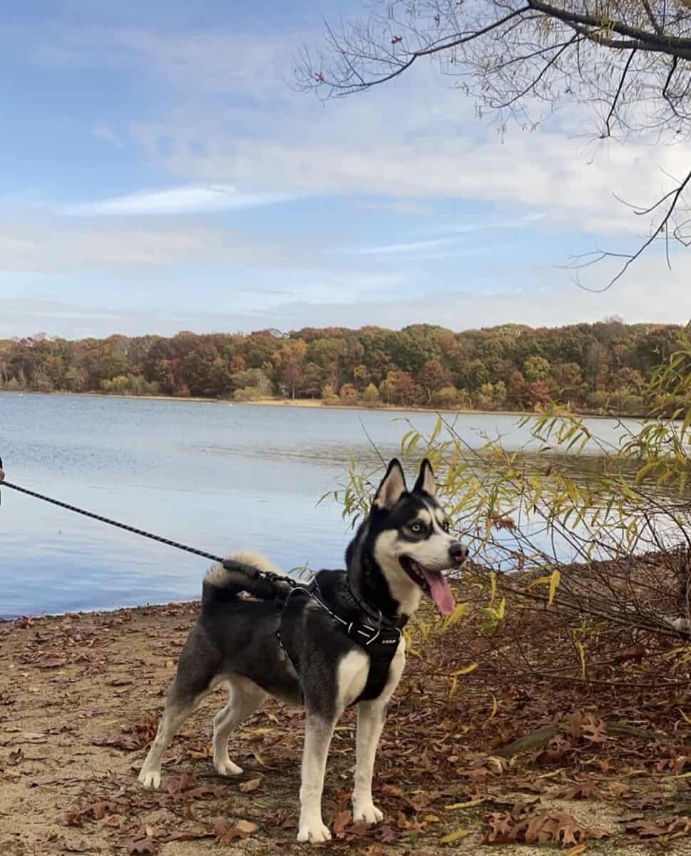 Finding Home for Siberian Husky image 2