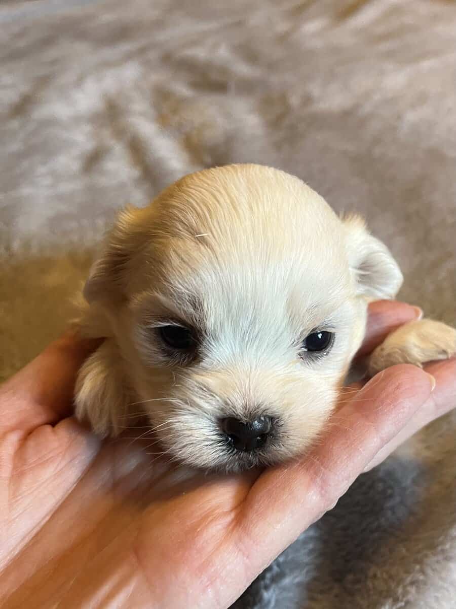 Maltese A.K.C. Male Puppies For Sale image 7