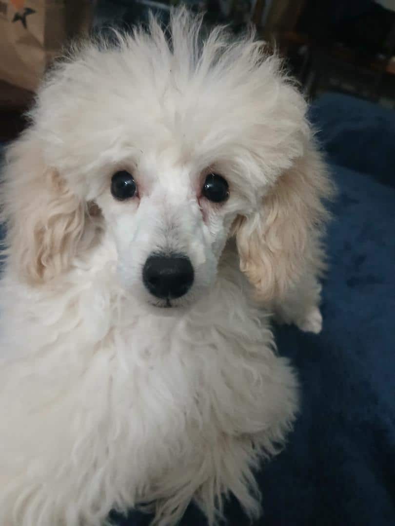 Toy Poodle image 7