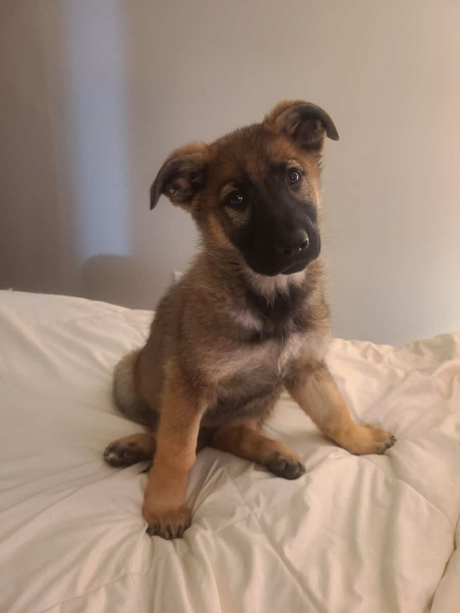 Wolf / German Shepherd GSD Puppy - Bandit image 2