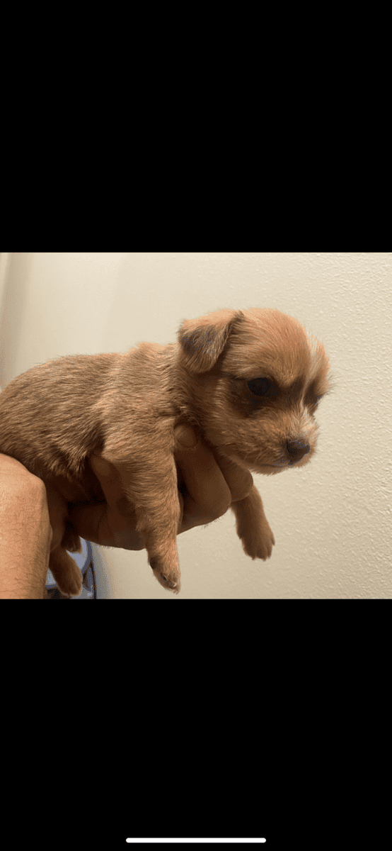 Dachshund/chihuahua puppies image 3