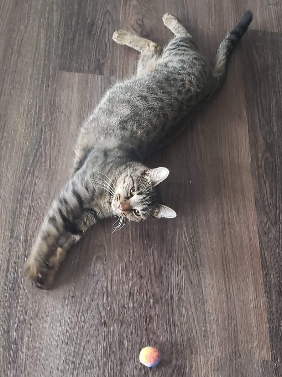 Cocoa, a Healthy and Fully Vaccinated Tabby image 4