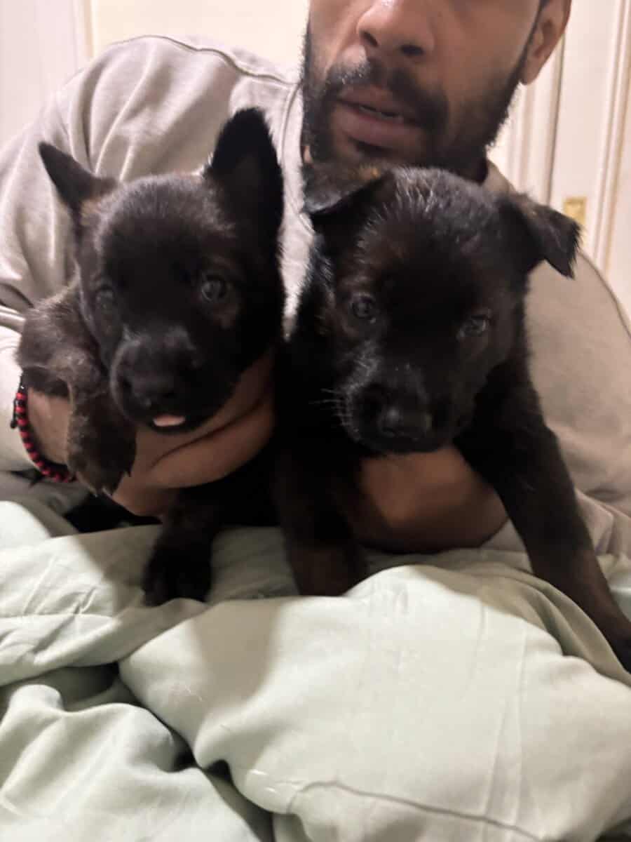 Belgian Malinois pups 8 weeks old image 2