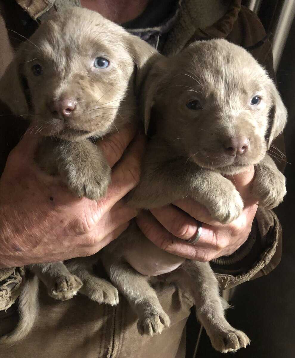 AKC Silver & Charcoal Pups image 2
