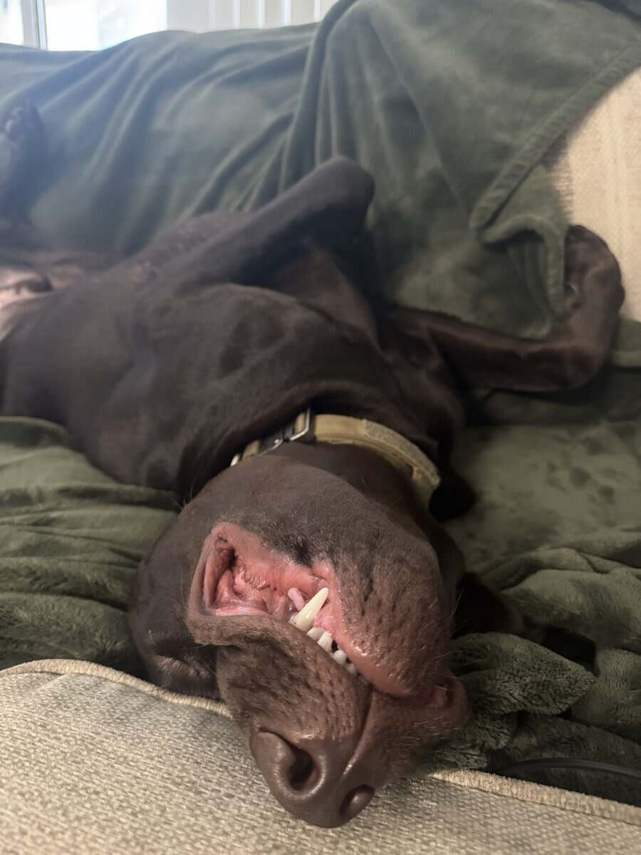 Chocolate Labrador image 6