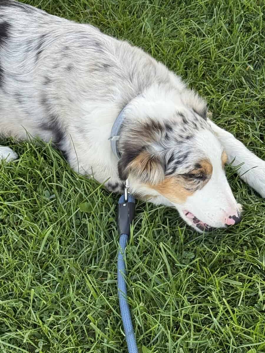 6 month old Australian Shepard for sale image 2