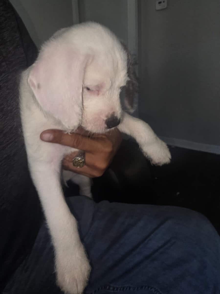 Christmas puppies 5 American bulldog st Bernice mi image 10