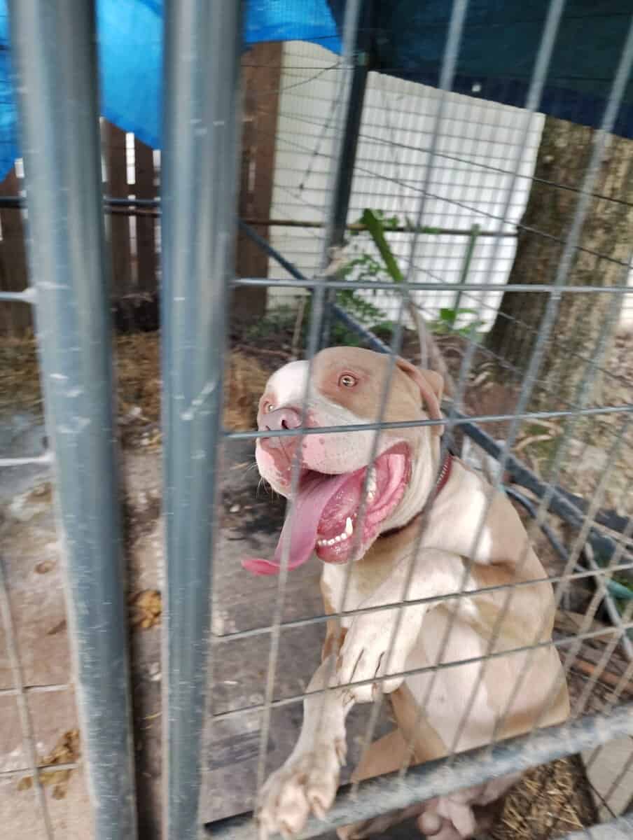Rehome dog image 1