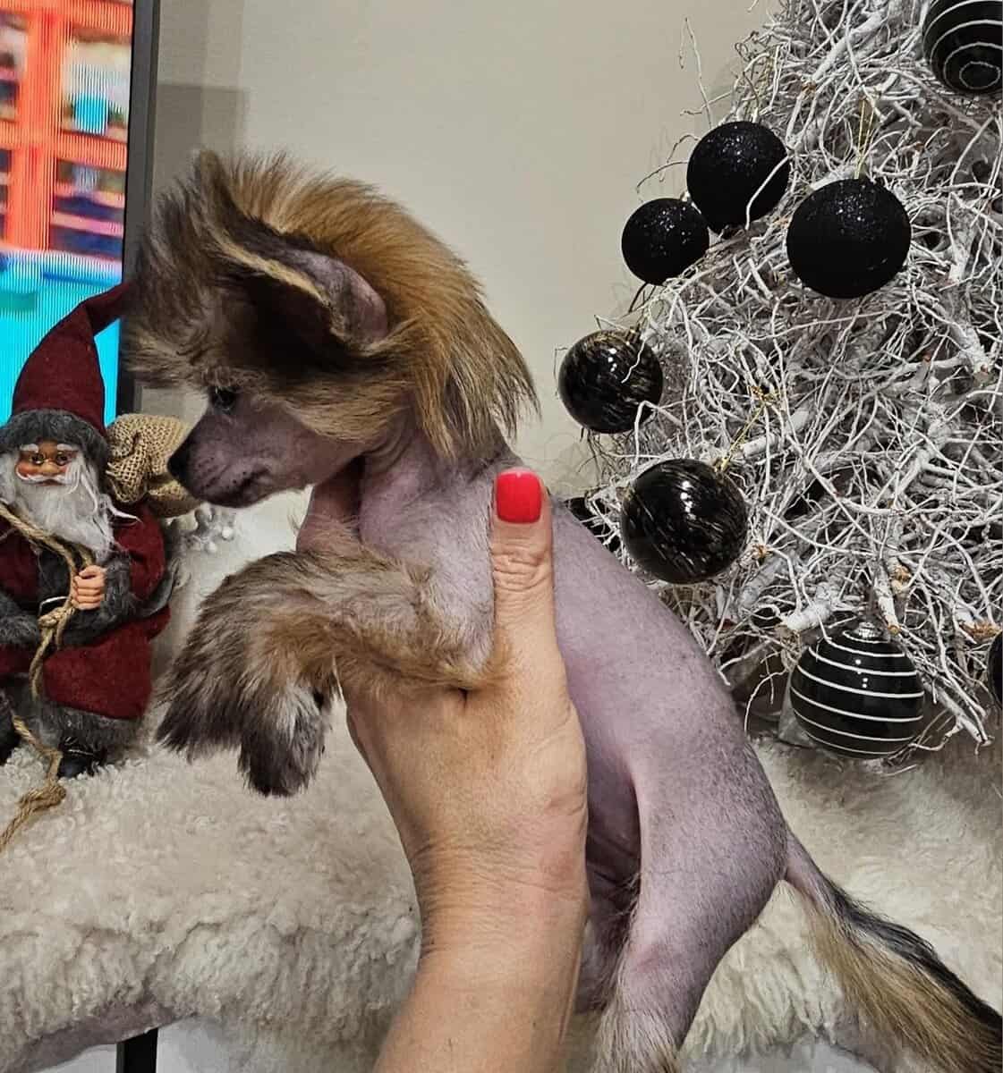 Chinese Crested image 1