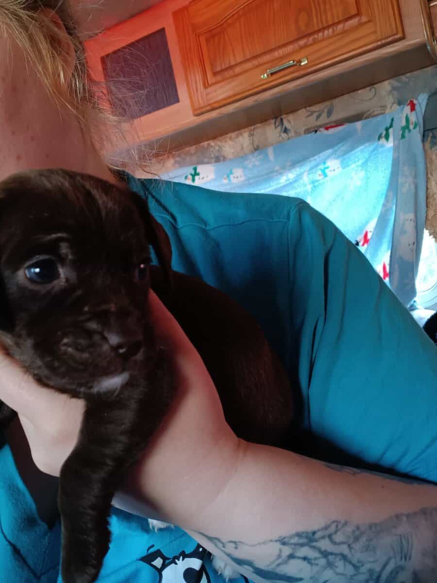 4 puppies available image 4