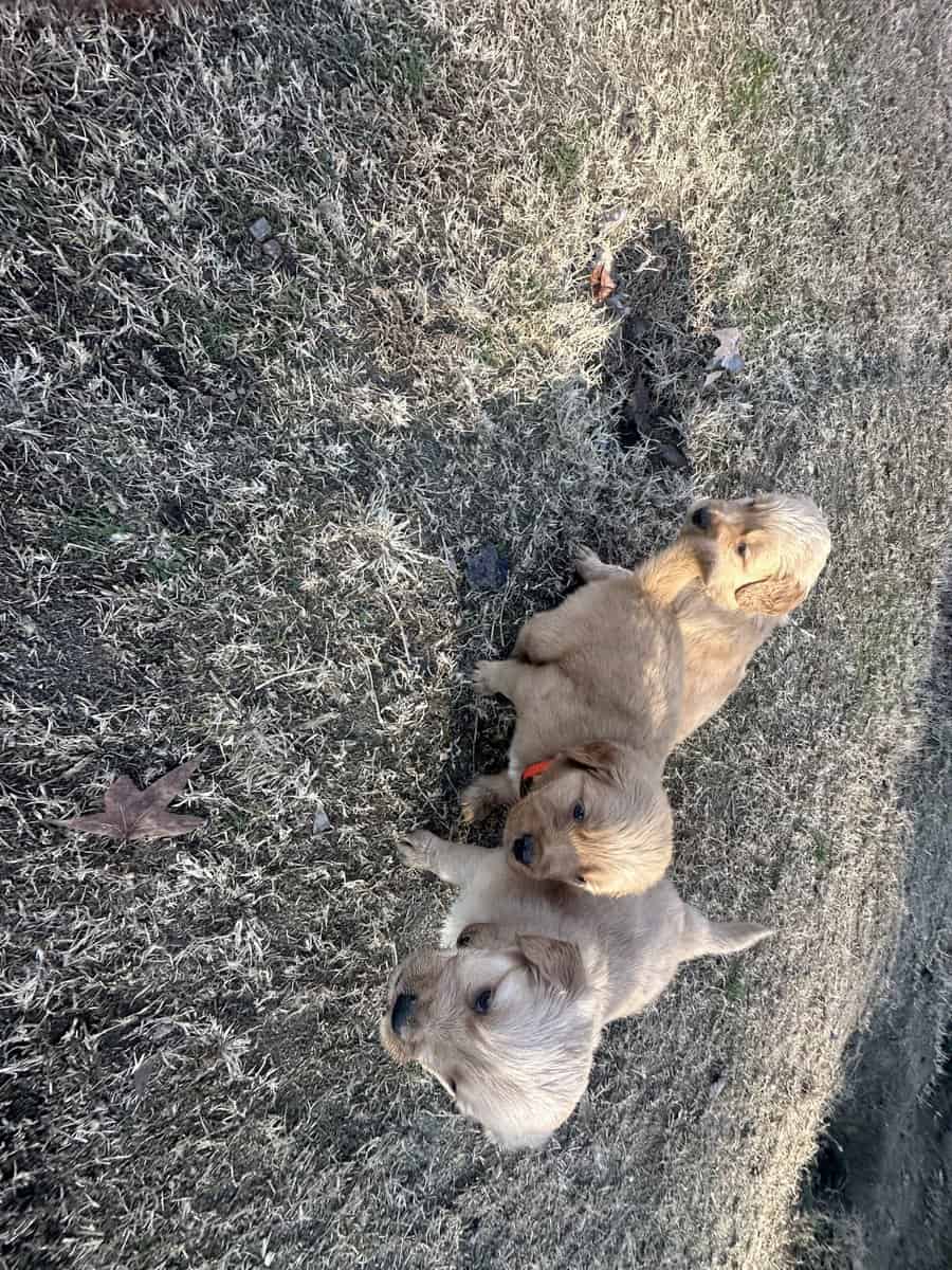 AKC Golden Retriever pups image 6