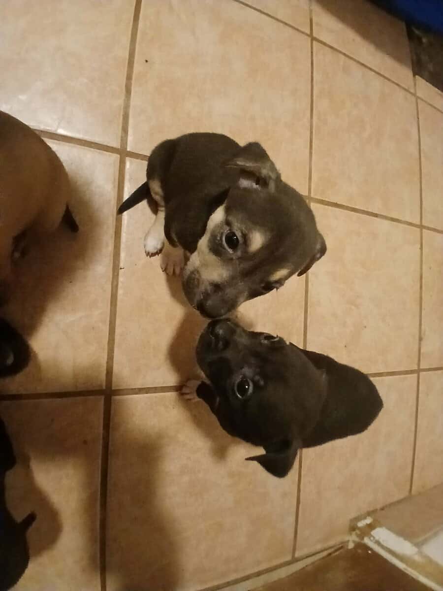 Puppies image 1