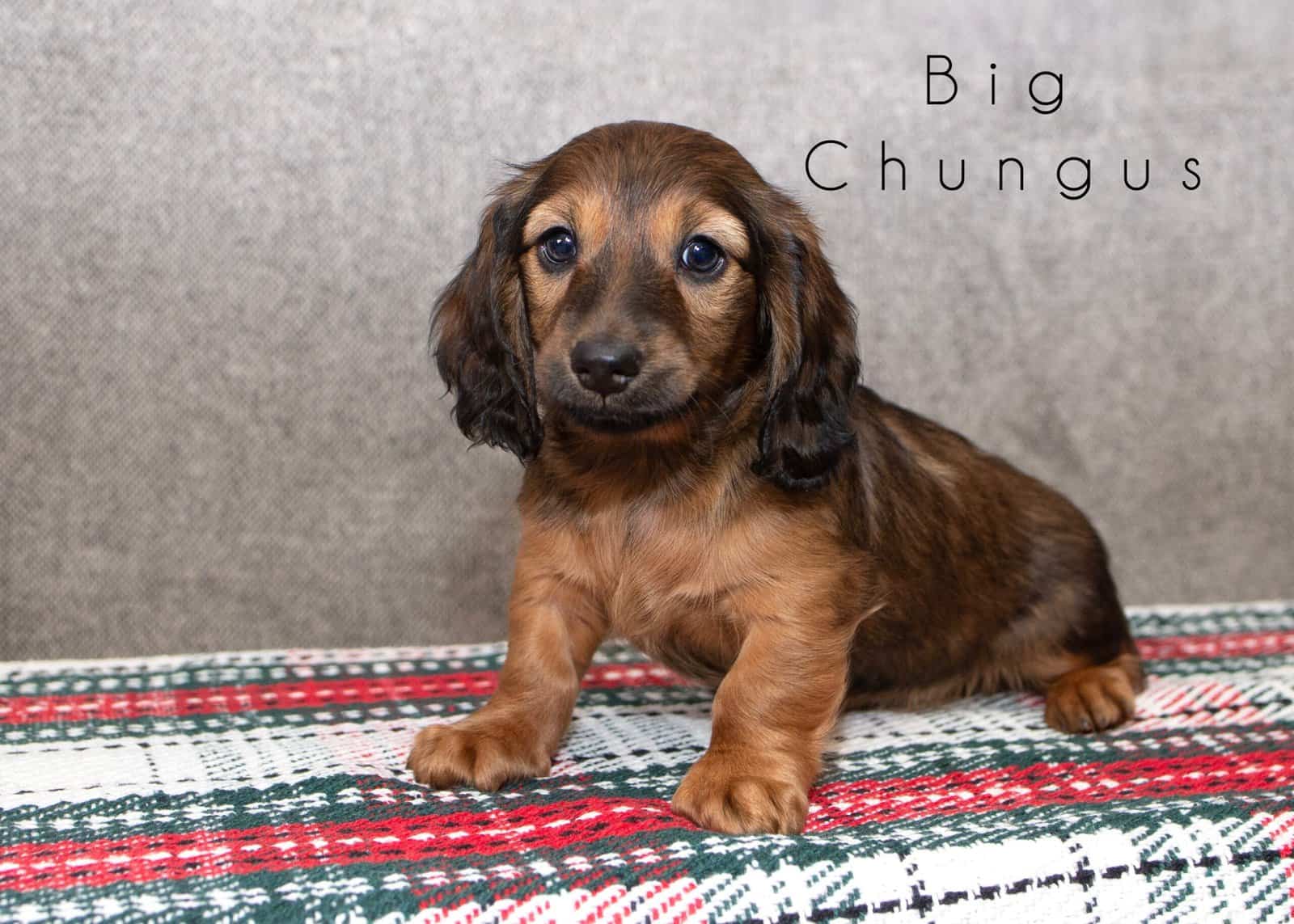 🐾 Long-Haired Male Dachshunds for Sale 🐾 image 2