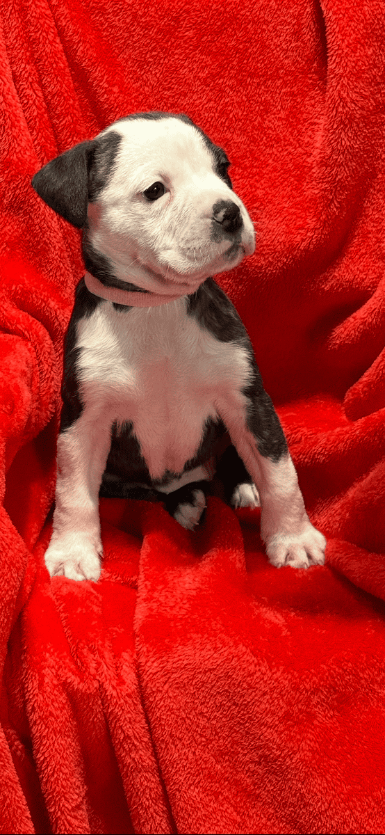 Pups for sale image 7