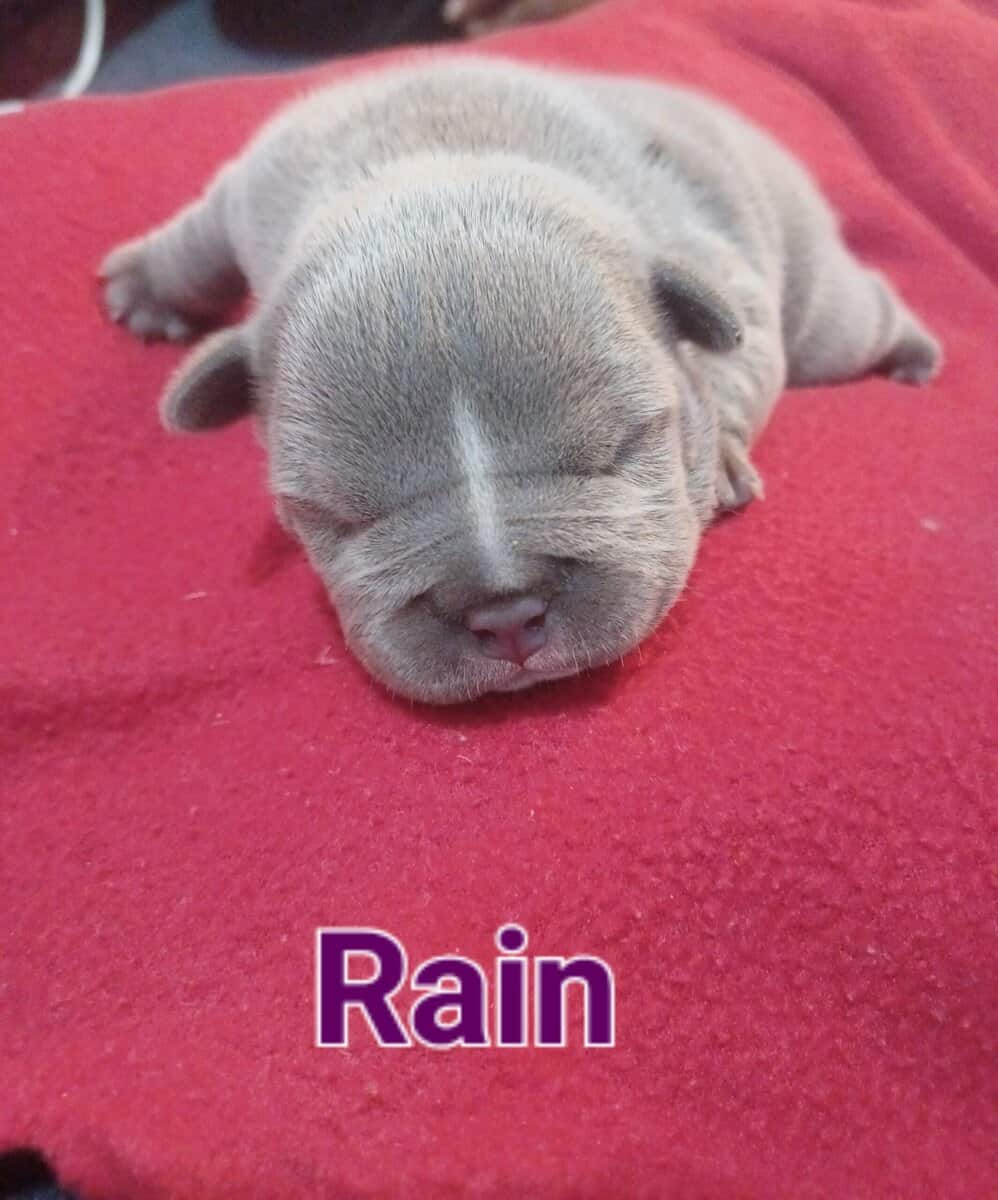 Micro Bully Pups image 3