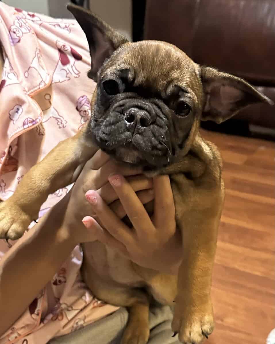 Rehoming 6 AKC French Bulldogs Available NOW image 5
