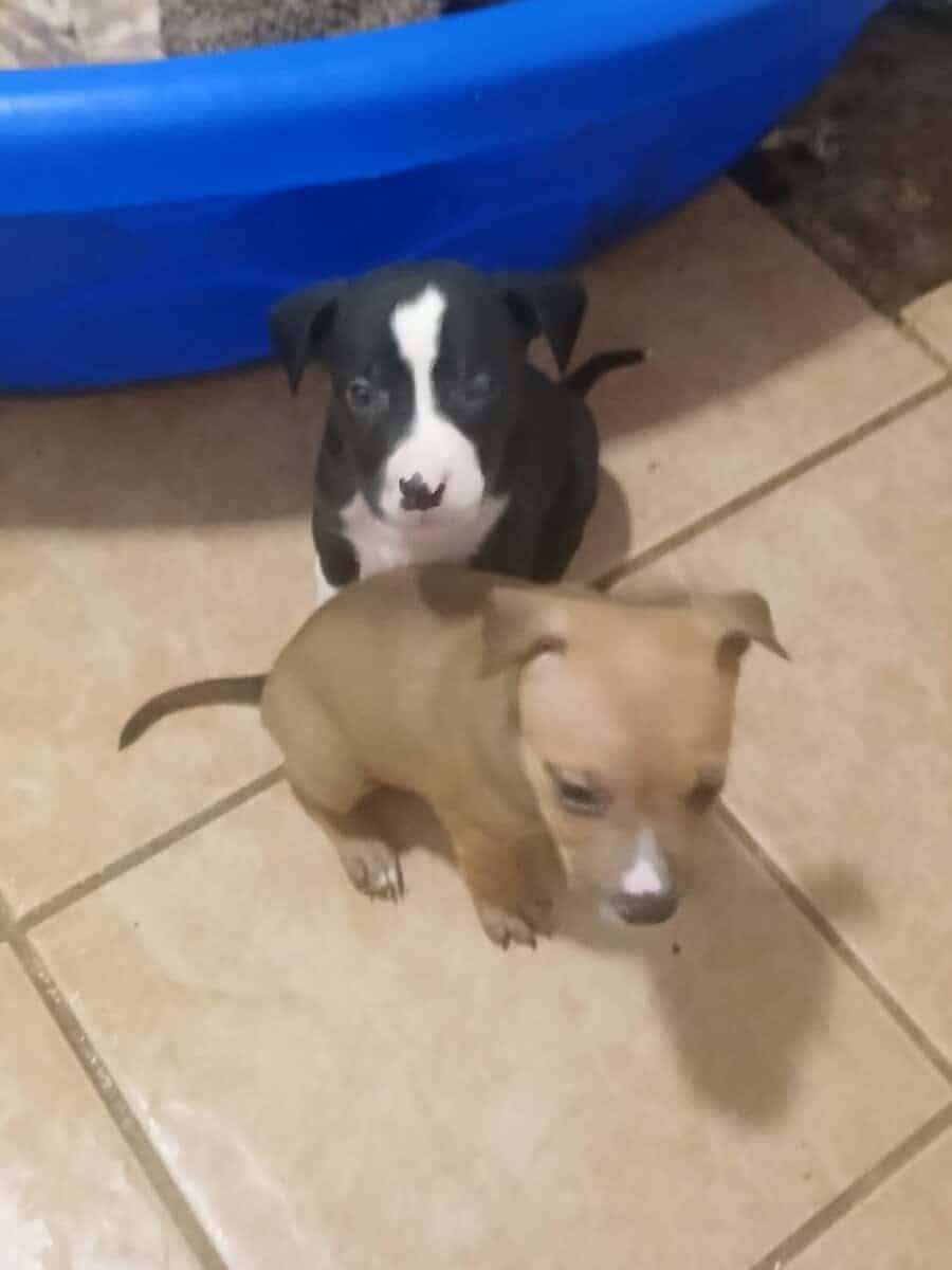 Puppies image 6