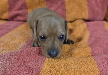 Mini-Dachshund Mini-M