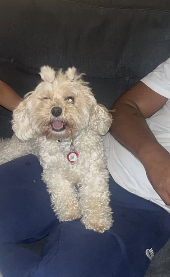 Lola two year old maltipoo image 1