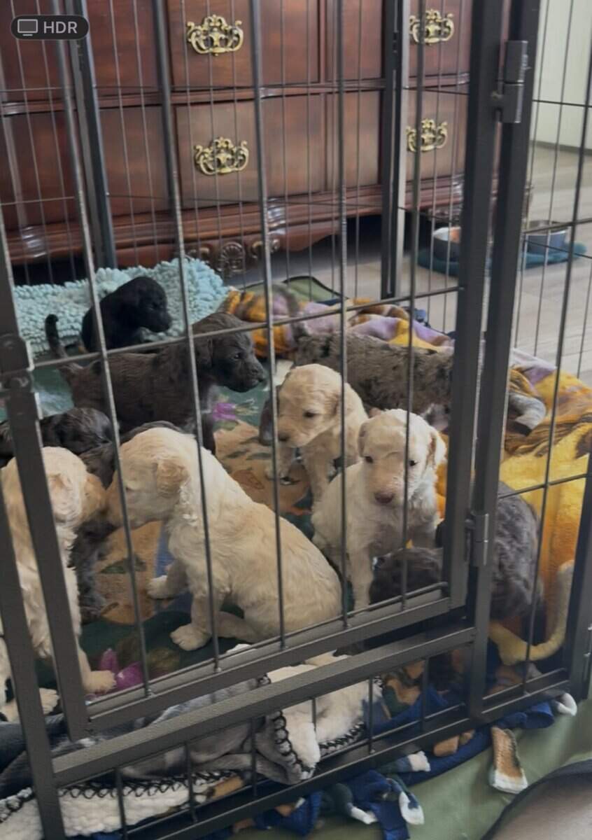 Adorable Goldendoodle Puppies Available image 3