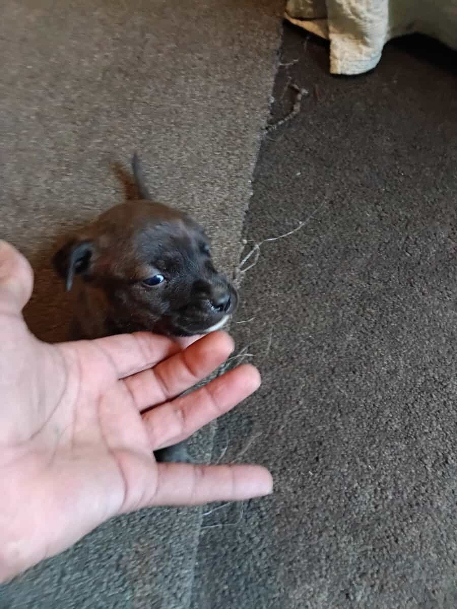 Beautiful 2 months old puppies image 5
