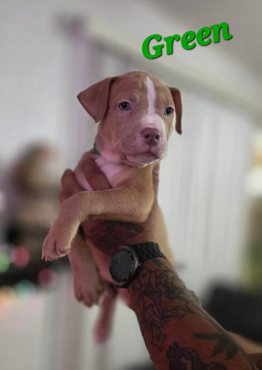 Male pitbull puppies image 2