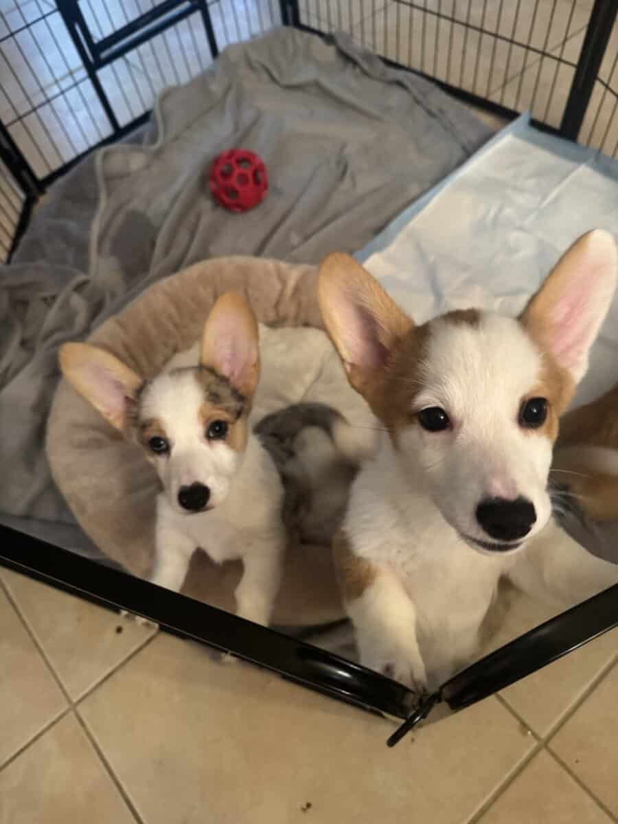 Adorable Corgi Puppies Ready for Loving Homes 🐾 image 2