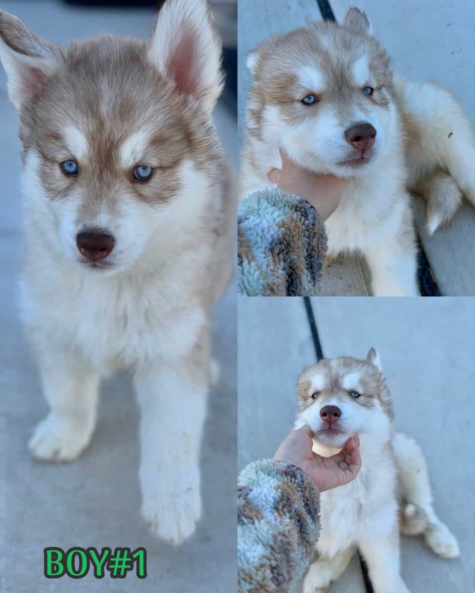 Husky puppies image 1