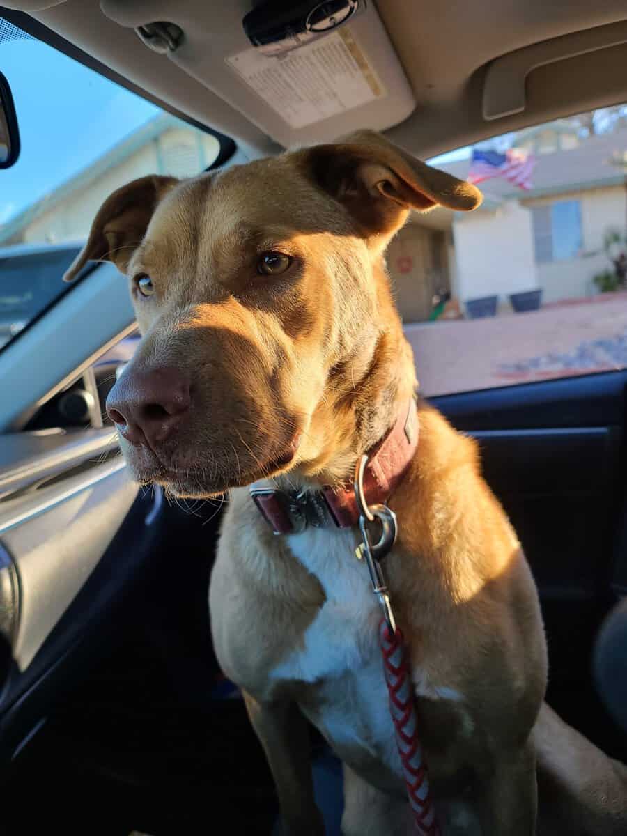 Loving Shepherd Mix Looking for Forever Home image 3