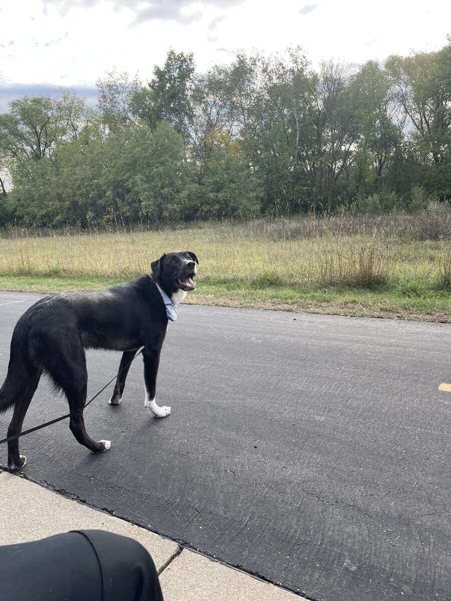 Kobe needs a home! image 3